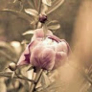 Meet your Posher, Clo